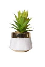 Gilded Horizon Aloe