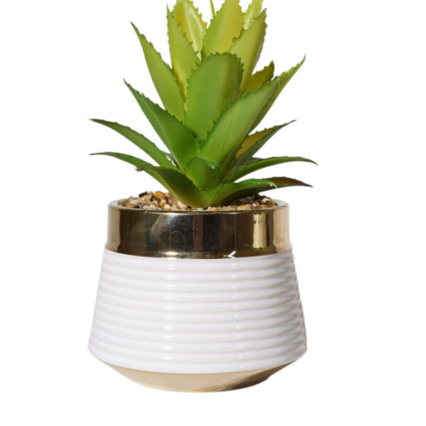 Gilded Horizon Aloe