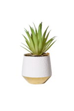 Linear Elegance Aloe