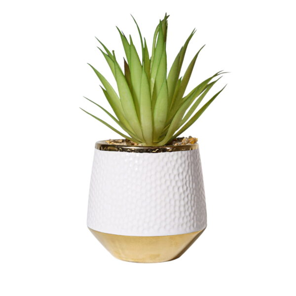 Linear Elegance Aloe