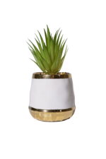 Desert Glow Haworthia