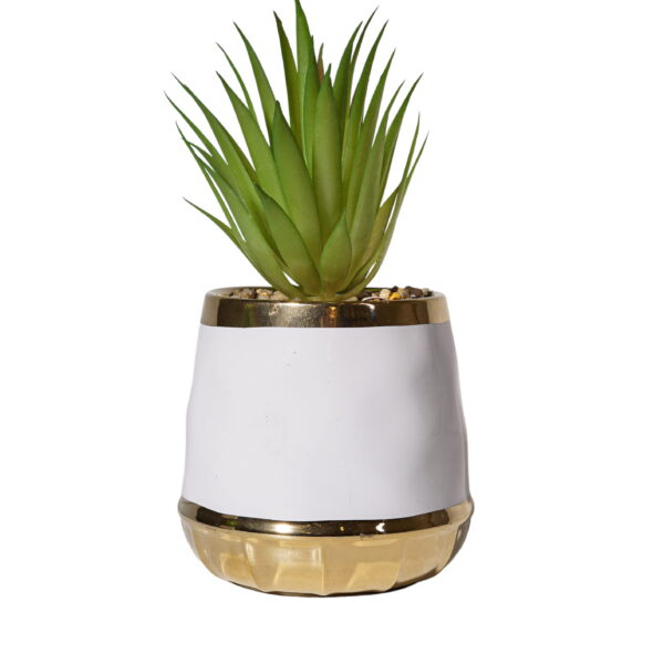 Desert Glow Haworthia