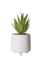Geometric Agave Glow