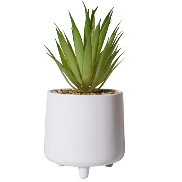 Geometric Agave Glow