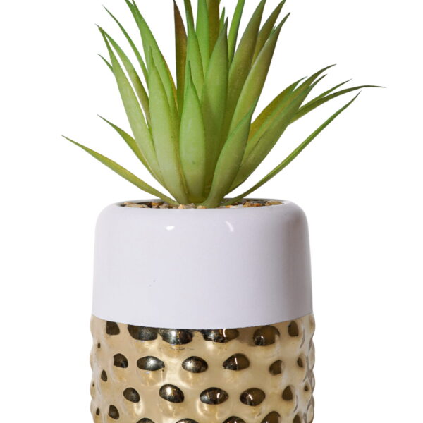 Artisan Dimple Succulent